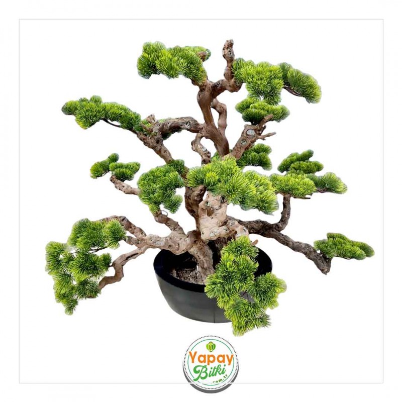YAPAY BONSAI AACI