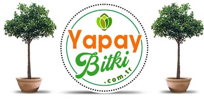 Yapay Bitki - Çiçek - Ağaç - Botanik Uygulamalar - Dikey Bahçe - İmalat ve Satışı